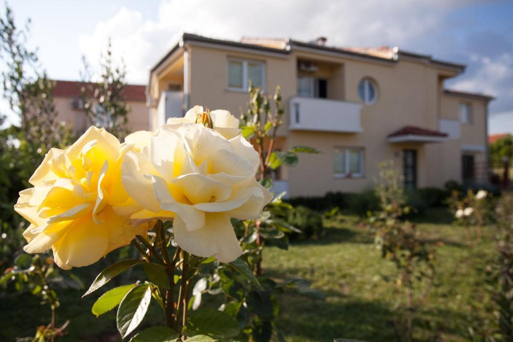 Apartments Emma บีโอกราดนาโมรู ภายนอก รูปภาพ